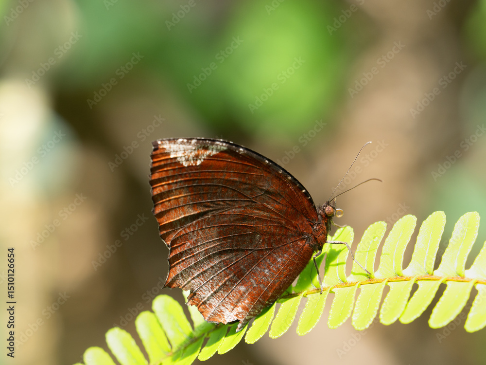 Obraz premium チョウ ルリモンジャノメ