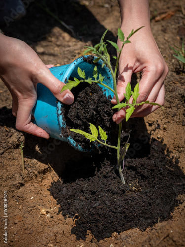 Canvas Print  Close-up of hands transplanting a young tomato seedling from a blue pot into ga