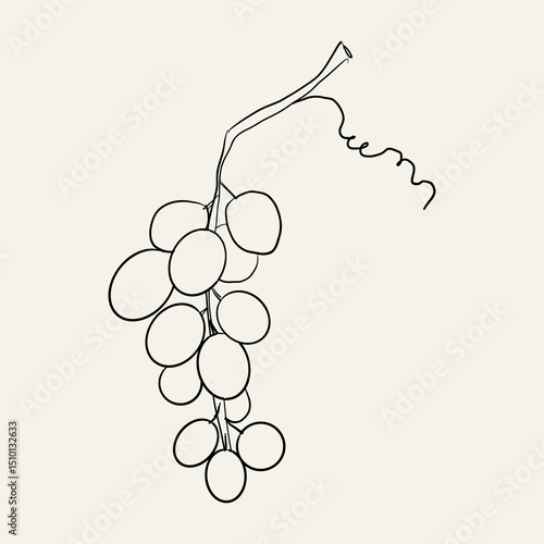 Grape brunch outline sketch, hand drawn grape with vine. Retro vintage grapevine minimal line. Grapes bunch black berry