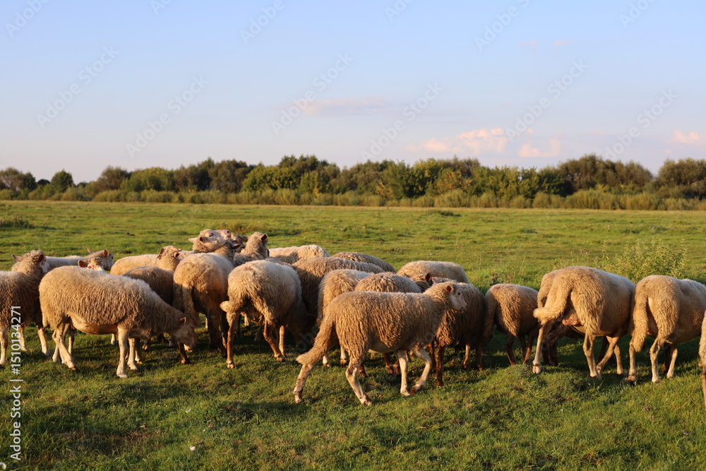Fototapeta premium herd of sheep in a field