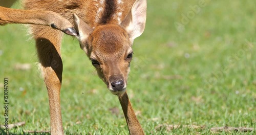 itchy fawn , young spotted  deer scratching ear  in the field