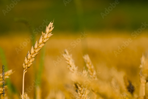 Wallpaper Mural ripe ear of wheat in the agricultural field close-up	 Torontodigital.ca