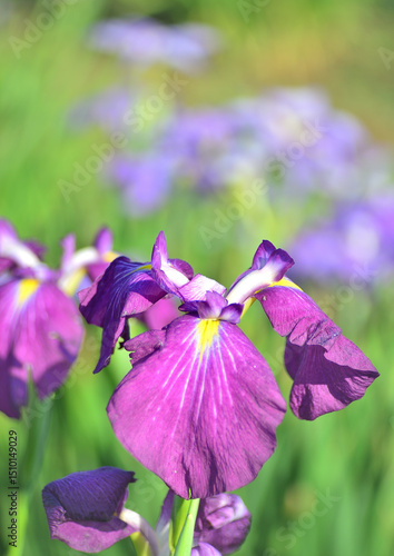 公園に咲く花菖蒲