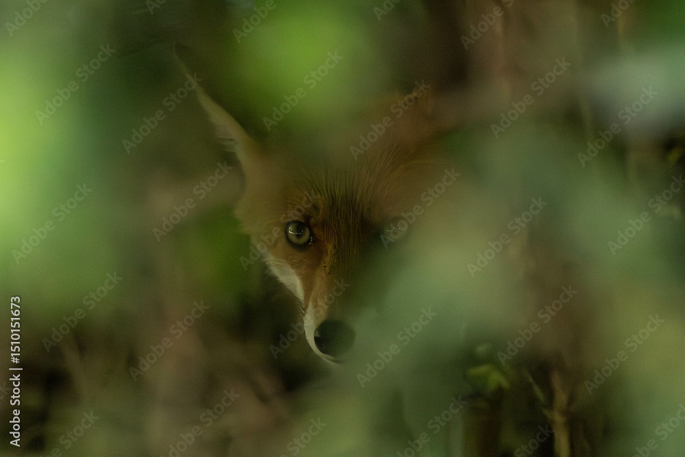 Obraz premium a red fox hiding in a bush
