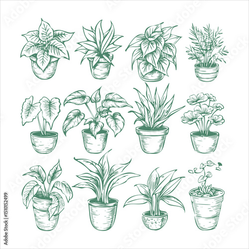 Houseplants in Pot Illustration set