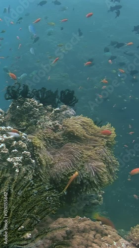In the crystal-clear waters of the Maldives, a lively school of clownfish shelter among the waving tentacles of their host anemones, surrounded by a dazzling array of coral fish.