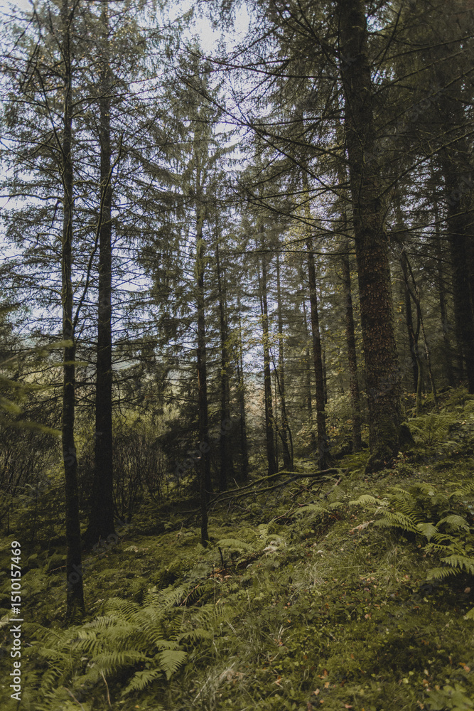 Fototapeta premium Autumn forest in Scotland after the rain