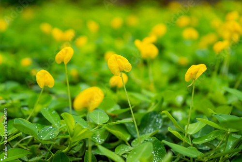 Bright yellow peanut flowers blooming among lush green leaves, creating a vibrant natural ground cover after the rain.