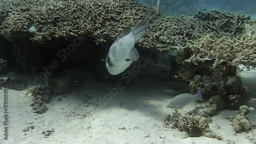 Glide through crystal clear waters of Red Sea as black white spotted puffer fish moves gracefully among vibrant corals and marine life, showcasing beauty of ocean ecosystems in their natural habitat.