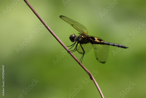 Black and Yellow Dragonfly - Yellow-barred Flutterer (Rhyothemis phyllis, Libellulidae family) perched on a dried-out vine, under the sun. Note the black and yellow bars on its wings, and golden sheen