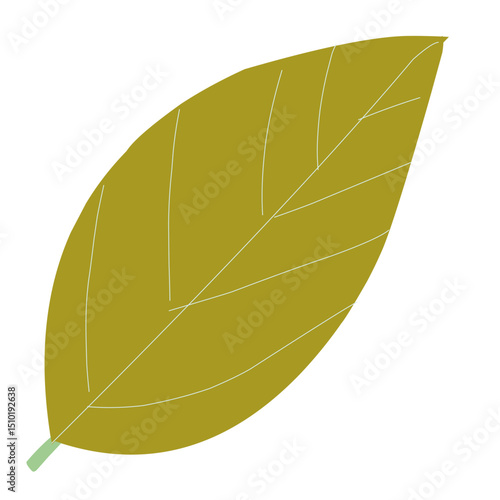 leaf isolated on white