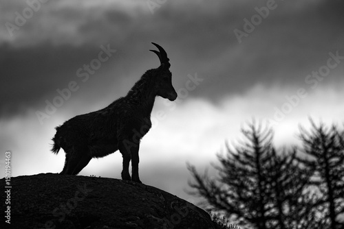 Fototapeta Naklejka Na Ścianę i Meble -  Szwajcaria