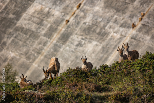 Fototapeta Naklejka Na Ścianę i Meble -  Szwajcaria