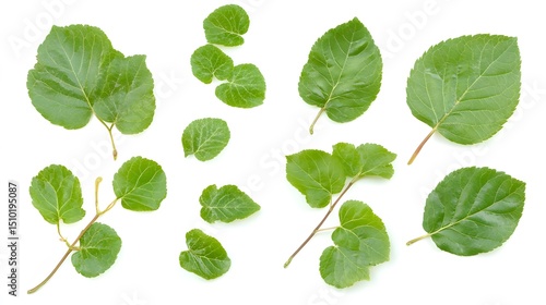 Collection of Green Mulberry Leaves Isolated on White Background