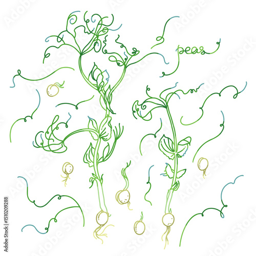 Hand-Drawn Pea Plants Vector Illustration with Sprouts and Seeds