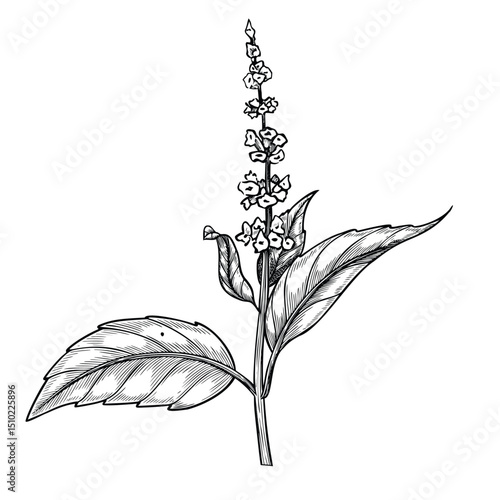 Vector illustration of a Basil sprig with flowers in outline style. Linear engraving of mint branch painted by black inks for cooking book, recipe, or menu design. Drawing for culinary projects.