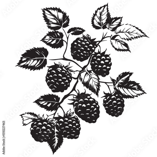 image of a branch of natural blackberry, logo, black and white vector graphics, minimalism
