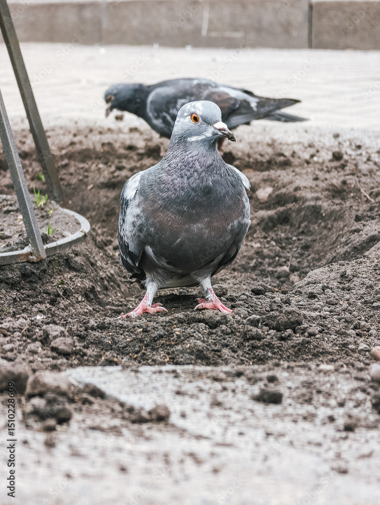 Fototapeta premium Pigeon bird searching dirt for food, urban environment, foreground focus.