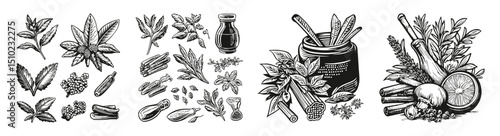Vintage Illustrations of Culinary Herbs and Spices for Cooking, vector illustration, engraving design, logo design set, black and white line