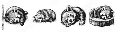Adorable Sleeping Bears in Different Poses on a Wooden engraving, vector illustration, engraving design, logo design set, black and white line
