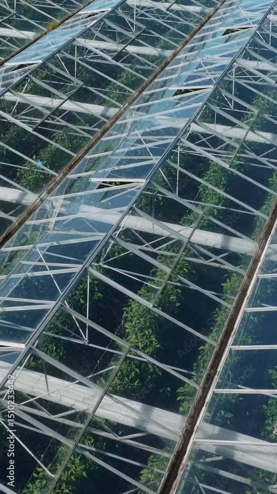 custom made wallpaper toronto digitalRows of green plants grow inside a glass greenhouse in Europe. The structure provides a controlled environment for agriculture and food production. HELENSVILLE, NZ