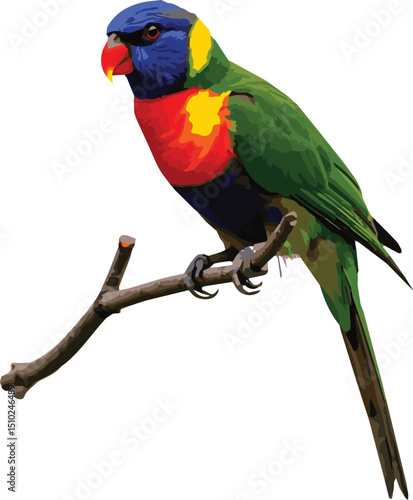 green winged macaw