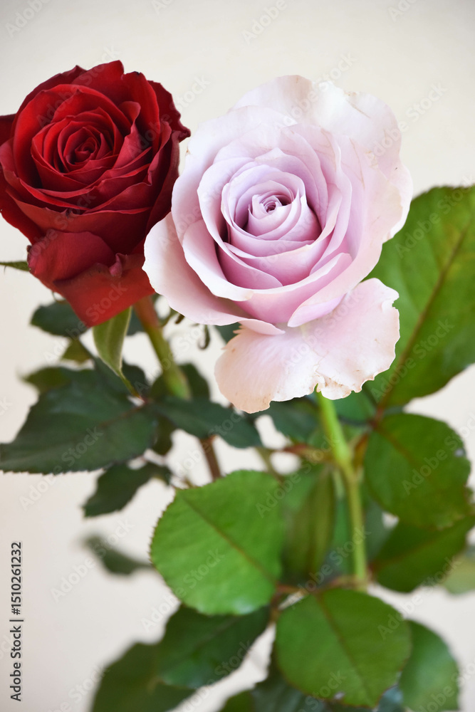 Obraz premium 赤と紫のばら