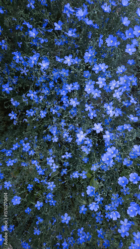 blue flower in a field