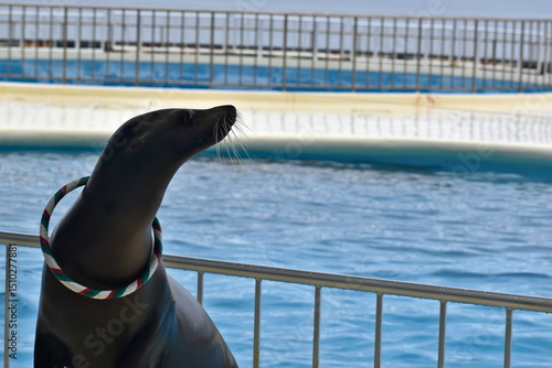 水族館　福岡　アシカ　マリンワールド海の中道