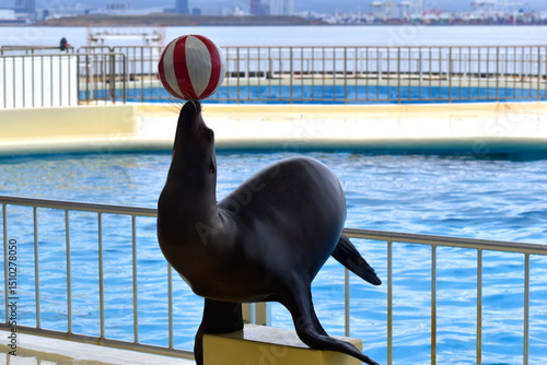 水族館　福岡　アシカ　マリンワールド海の中道