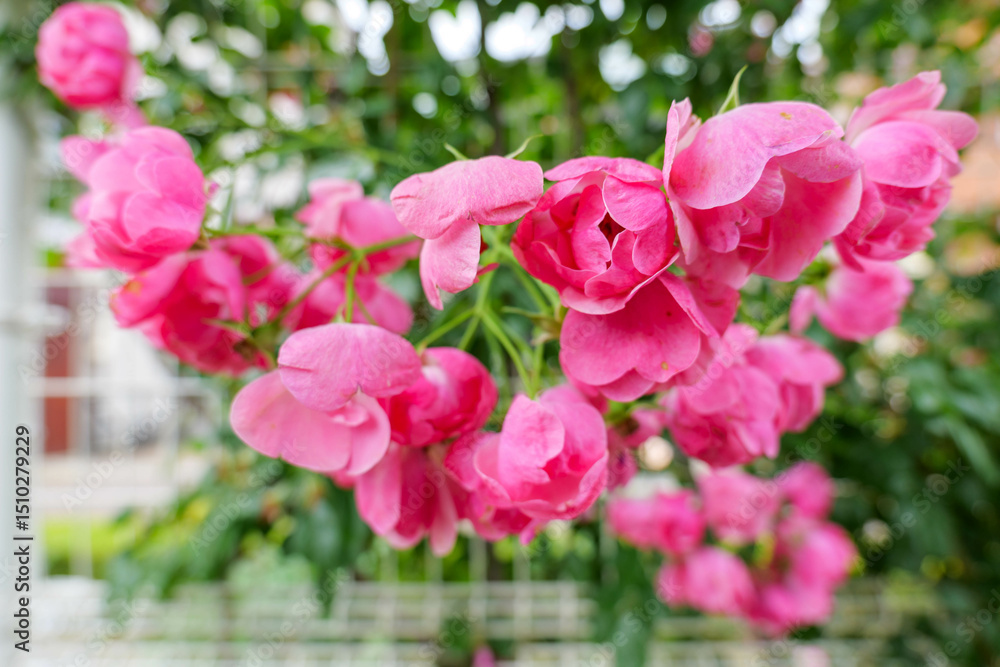 ピンク色の可愛いバラの花びら ピンク色の可愛いバラの花びら