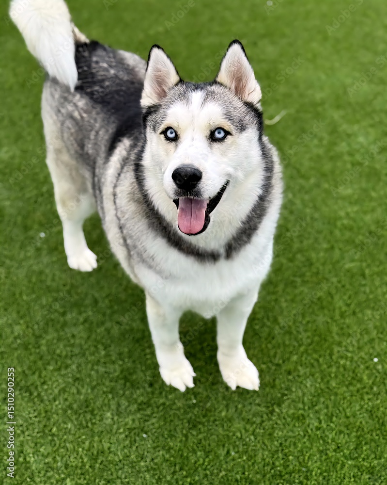 siberian husky dog siberian husky dog