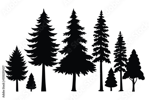Silhouettes of evergreen trees in a forest setting