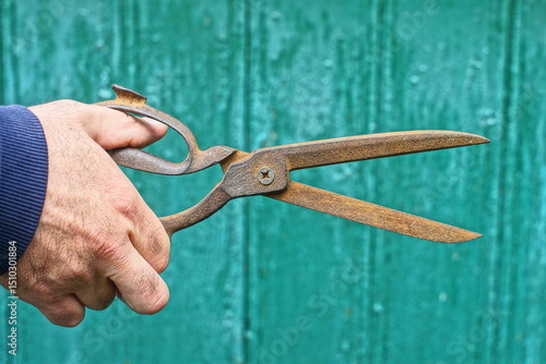 one old rusty brown retro sharp traditional open with handle industrial scissors in hand of man in blue raglan near green wooden wall