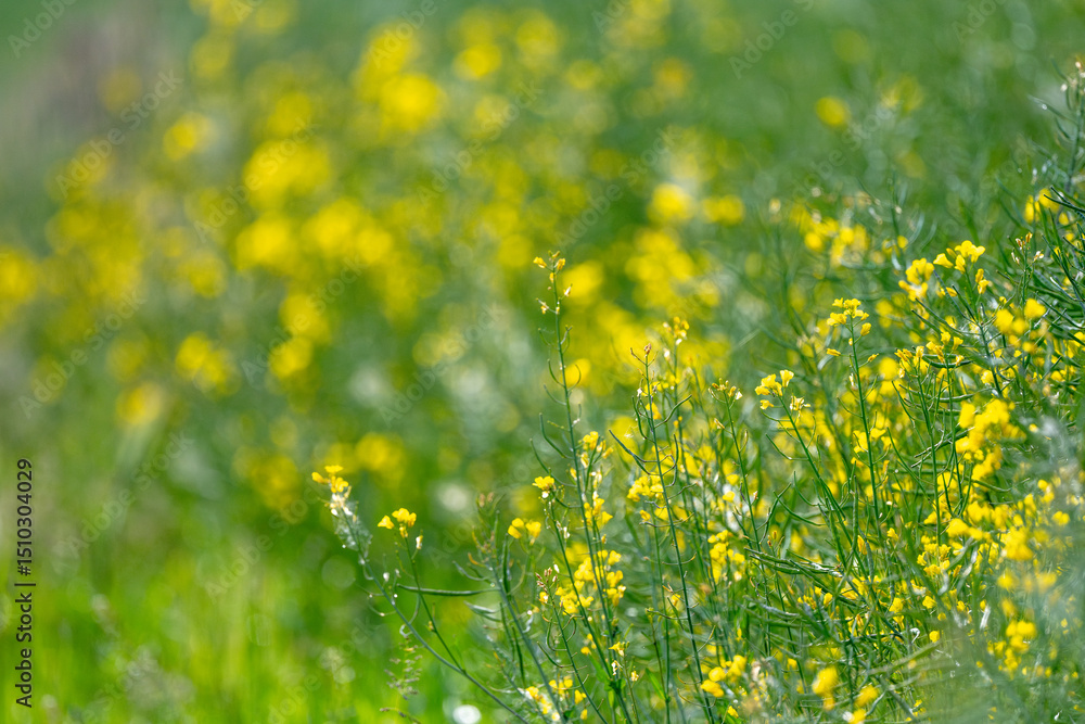 Obraz premium Yellow Rapeseed Flowers Blooming On A Blurred Background