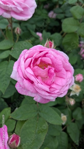 pink rose in the garden