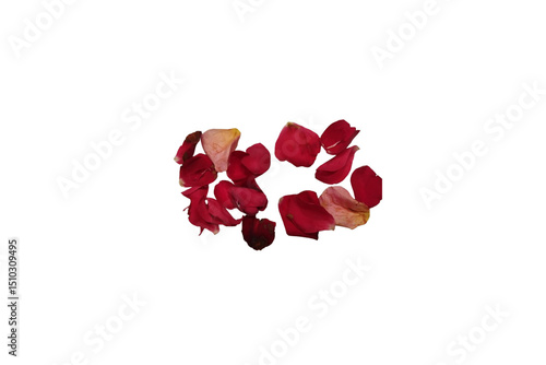 Close Up Red Rose Petals on Transparent Background Romantic Floral Detail..