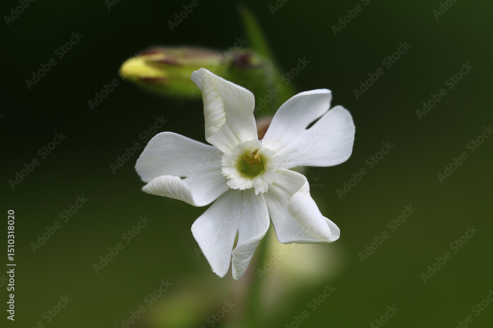 White flower of Carnation campion on blurred green background.. White flower of Carnation campion on blurred green background..