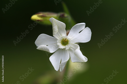 White flower of Carnation campion on blurred green background..