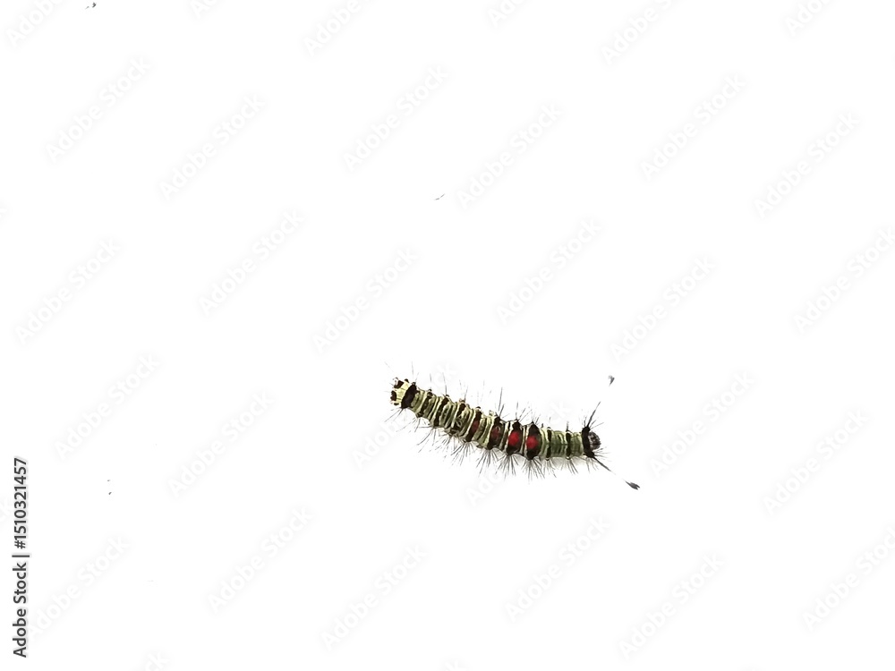 Obraz premium macro photo of caterpillar with isolated white background