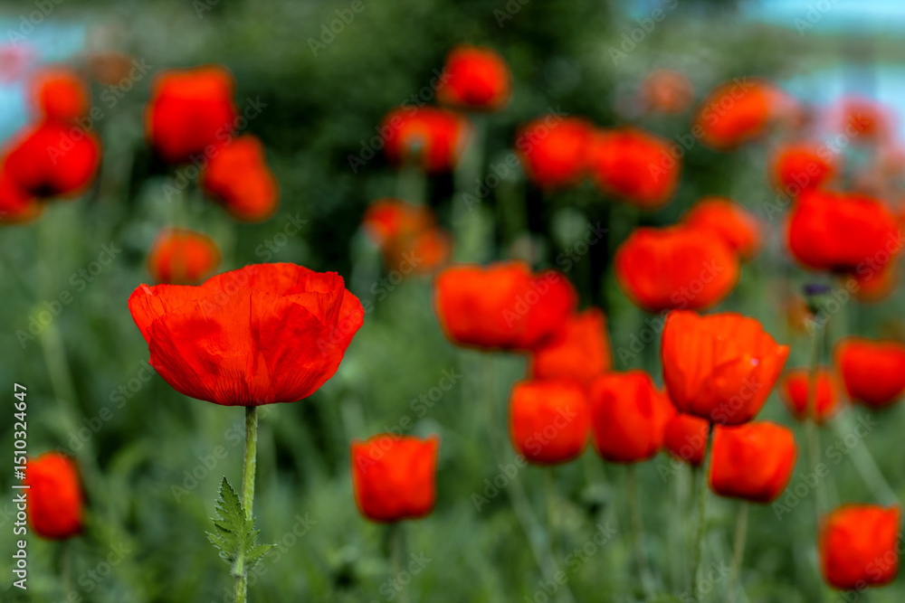 Blooming red poppies against a green field Blooming red poppies against a green field
