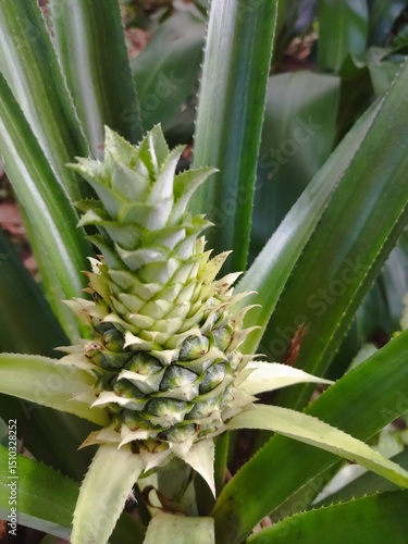 Wallpaper Mural Pineapple plant in garden Torontodigital.ca