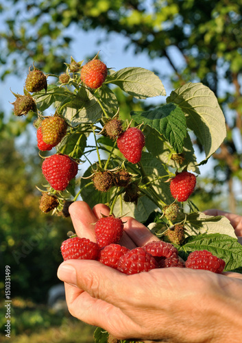 gardener's hands picking ripe raspberries in the garden, vertical composition