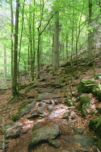 Wallpaper Mural Der steinige Wanderweg durch die Rißlochschlucht steigt an. Er führt zu den Rißlochwasserfällen in Bodenmais im Bayerischen Wald.  Torontodigital.ca