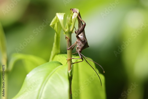 Brown Insect - Leaf Footed Bug (Coreidae family) perched upside down on a plant, illuminated by the bright sunlight. Note the large hind legs, and the shield-like shape of the body. 