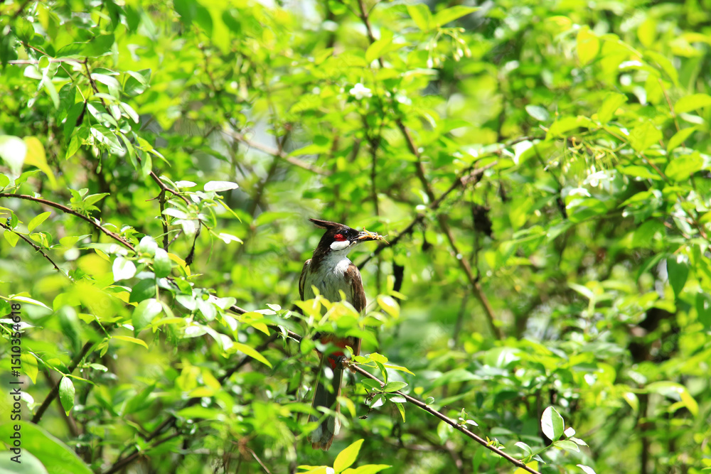 Obraz premium bird is looking for prey on a tree branch.