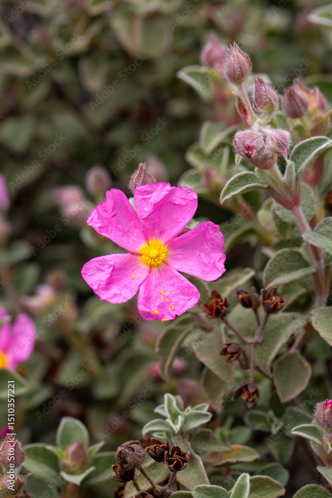 Fototapeta premium Laden; It is a plant species with white or pink flowers that make up the Cistus genus of the Cistaceae family.
