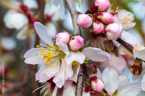 Apricot trees bloom in spring