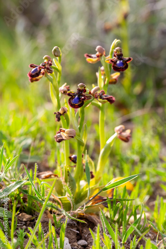 Wild orchid, scientific nam...