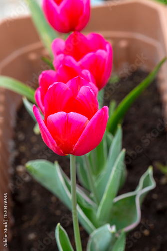 Tulip blooming in the garden